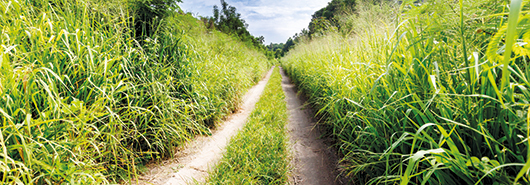 Engineering projects for the cane and beet sugar industries