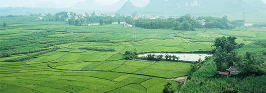 Demand for sugar is growing in China